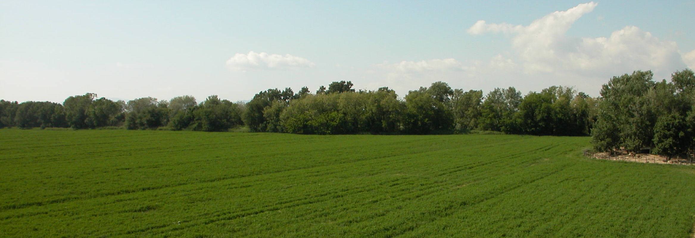 Azienda agricola Nuova Sant'Anna Foraggi